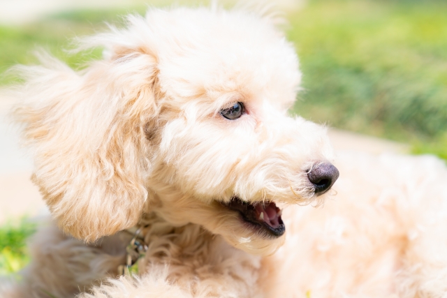 犬猫の殺処分について